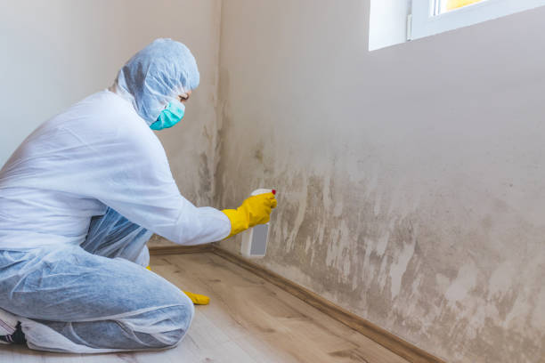 Licensed Mold Inspection service in Bound Brook, NJ - WQB Mold Removal